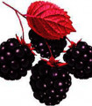 Framboises noires