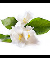 Jasmin (old)
