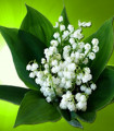 Muguet