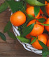 Mandarine