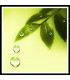 Green Water