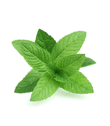 Arôme Menthe des Champs