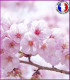 Fleur de Cerisier Japonais (Nouvelle Formule)
