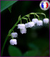 Muguet (Nouvelle Formule)