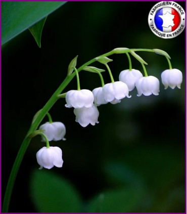 Muguet (Nouvelle Formule)