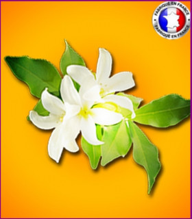 Fleur d'Oranger