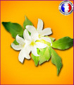 Fleur d'Oranger