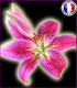 Fleur de Lys (Nouvelle Formule)