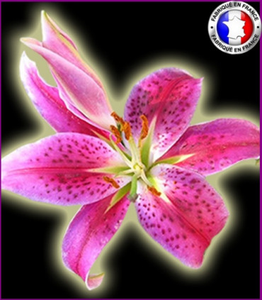 Fleur de Lys (Nouvelle Formule)