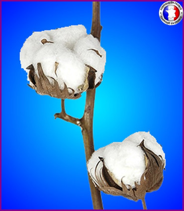 Fleur de Coton (Nouvelle formule)