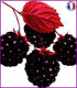 Framboises noires (Nouvelle formule)