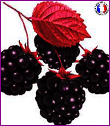 Framboises noires (Nouvelle formule)