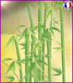 Bambou Australien (Nouvelle formule)