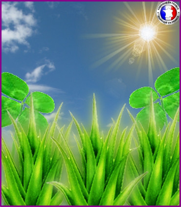 Trèfle Vert et Aloès (Nouvelle formule)