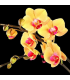 Orchidée Gold