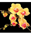 Orchidée Gold