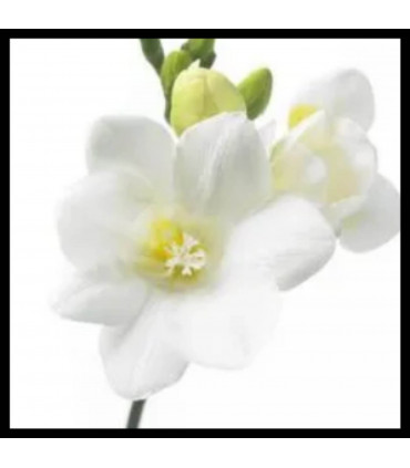 Freesia