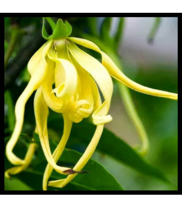 Ylang Ylang