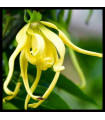 Ylang Ylang