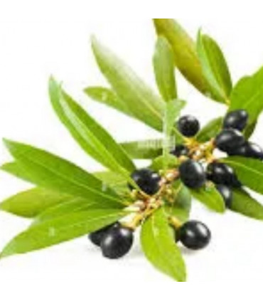 Huile de Baies de Laurier