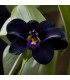 Orchidée noire