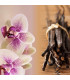 Orchidée vanille