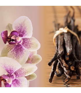 Orchidée vanille