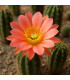 Fleur de Cactus