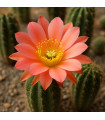 Fleur de Cactus