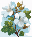 Musc Blanc