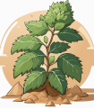 Patchouli